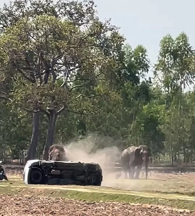 Elephant Phlai Petch Uthai's Violent Frenzy After Mating Interruption Injures Caretaker in Buriram, Thailand