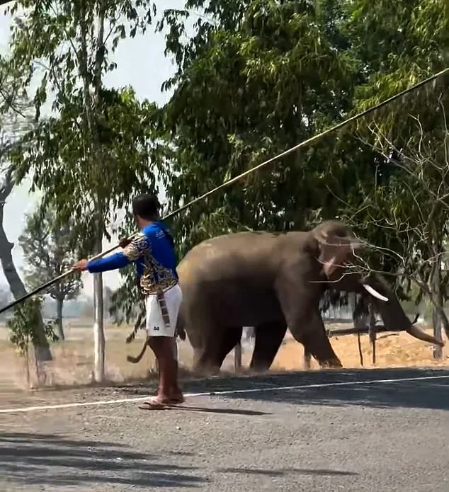 Elephant Phlai Petch Uthai's Violent Frenzy After Mating Interruption Injures Caretaker in Buriram, Thailand