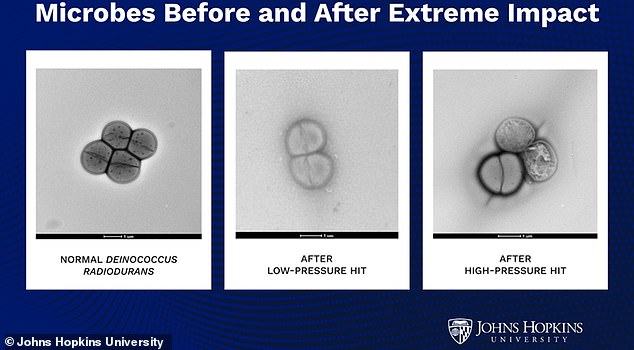 Asteroids May Have Brought Martian Life to Earth, Study Finds