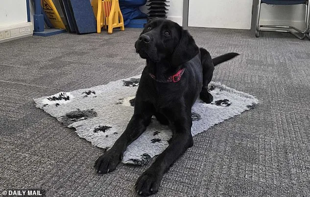 Ellie Brown: Forging Lifelines Through Guide Dog Matchmaking