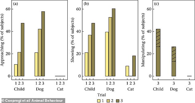 Study Reveals Dogs Mirror Toddlers in Helping Humans, While Cats Act on Self-Interest