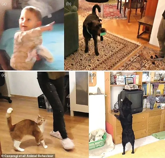 Study Reveals Dogs Mirror Toddlers in Helping Humans, While Cats Act on Self-Interest
