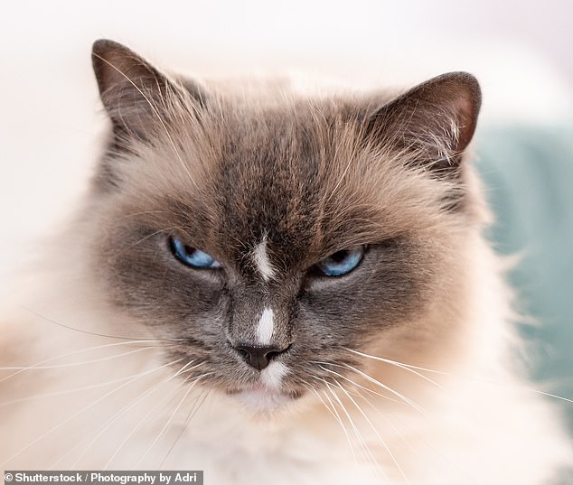 Study Reveals Dogs Mirror Toddlers in Helping Humans, While Cats Act on Self-Interest