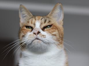 Study Reveals Dogs Mirror Toddlers in Helping Humans, While Cats Act on Self-Interest