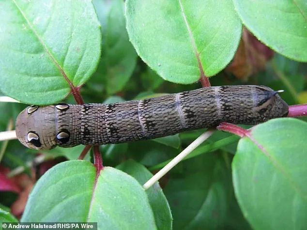 UK Gardeners Urged to Tolerate Caterpillar Damage in Campaign to Save Declining Moth Populations