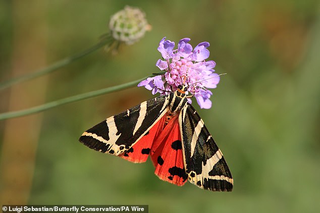 UK Gardeners Urged to Tolerate Caterpillar Damage in Campaign to Save Declining Moth Populations