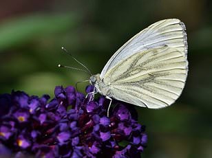 UK Gardeners Urged to Tolerate Caterpillar Damage in Campaign to Save Declining Moth Populations