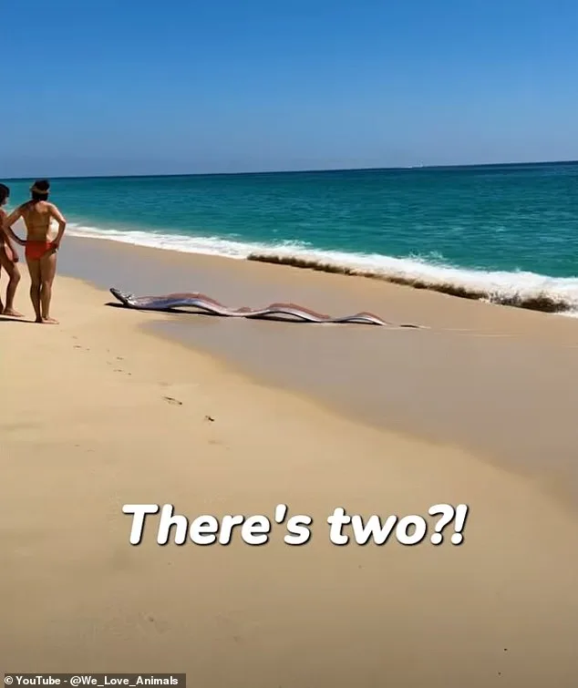 Rare Oarfish Encounter in Cabo San Lucas Reignites Ancient Myths of Natural Disasters