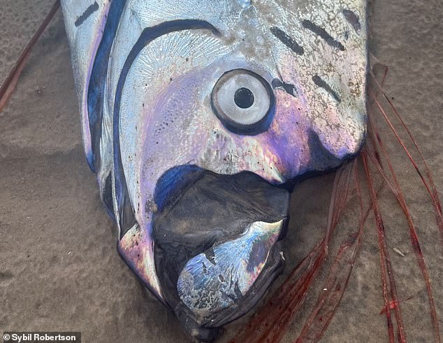 Rare Oarfish Encounter in Cabo San Lucas Reignites Ancient Myths of Natural Disasters