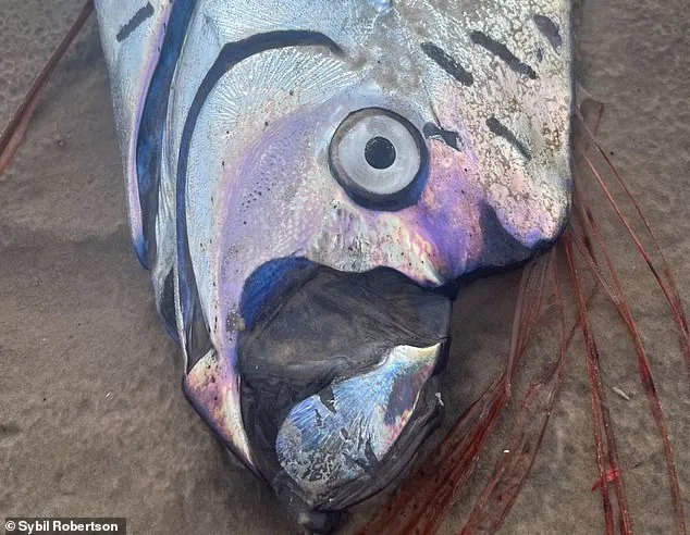 Rare Oarfish Encounter in Cabo San Lucas Reignites Ancient Myths of Natural Disasters