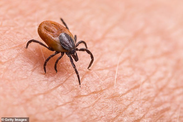 CIA Accused of Bioweapon Experiments Linked to Lyme Disease Epidemic, Says Ex-Biochemist