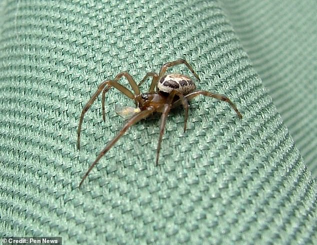 False Widow Spider Bite Leaves Man with Swollen Hand the Size of a Bowling Ball, Hospitalized