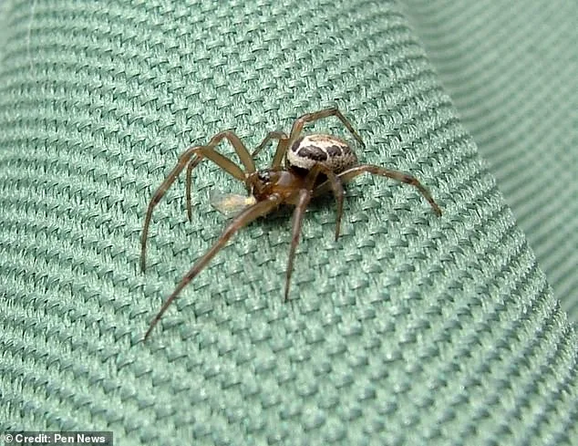 False Widow Spider Bite Leaves Man with Swollen Hand the Size of a Bowling Ball, Hospitalized
