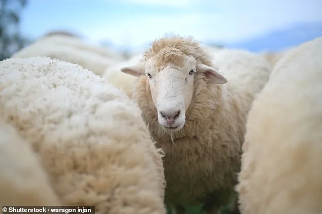Redefining 'Wool': A Movement to Expand the Definition to Include Plant-Based Alternatives and Challenge Animal Exploitation