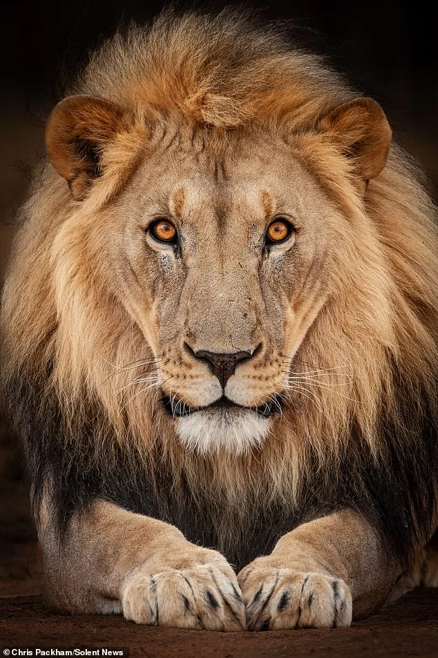 Chris Packham's 'More Beautiful Than You' Exhibition Merges Science and Art in Captivating Natural Imagery