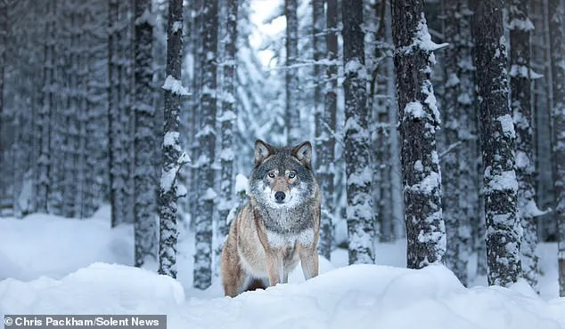 Chris Packham's 'More Beautiful Than You' Exhibition Merges Science and Art in Captivating Natural Imagery