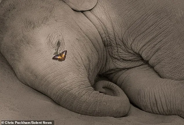 Chris Packham's 'More Beautiful Than You' Exhibition Merges Science and Art in Captivating Natural Imagery