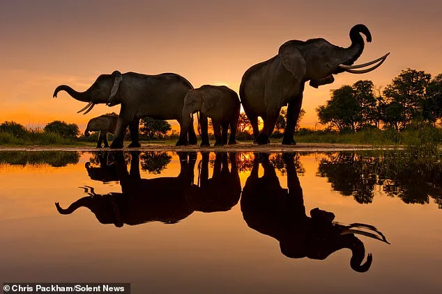 Chris Packham's 'More Beautiful Than You' Exhibition Merges Science and Art in Captivating Natural Imagery