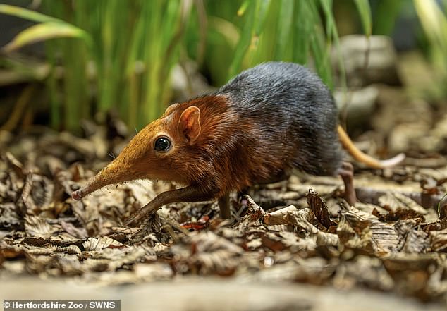 First UK Birth of Rare Elephant Shrews Discovered via CCTV Footage