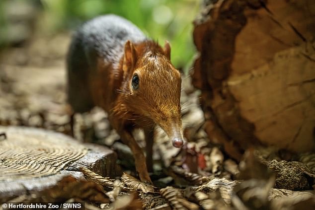 First UK Birth of Rare Elephant Shrews Discovered via CCTV Footage