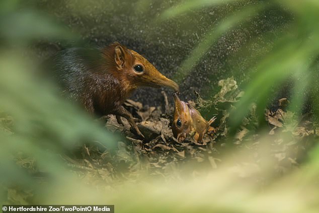 First UK Birth of Rare Elephant Shrews Discovered via CCTV Footage