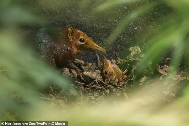 First UK Birth of Rare Elephant Shrews Discovered via CCTV Footage