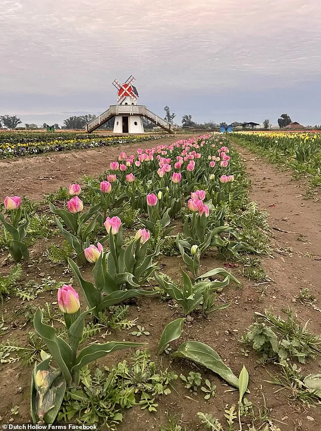 Viral Frenzy Tramples Tulips, Forces Farm Closure Amid Owner's Rebuke