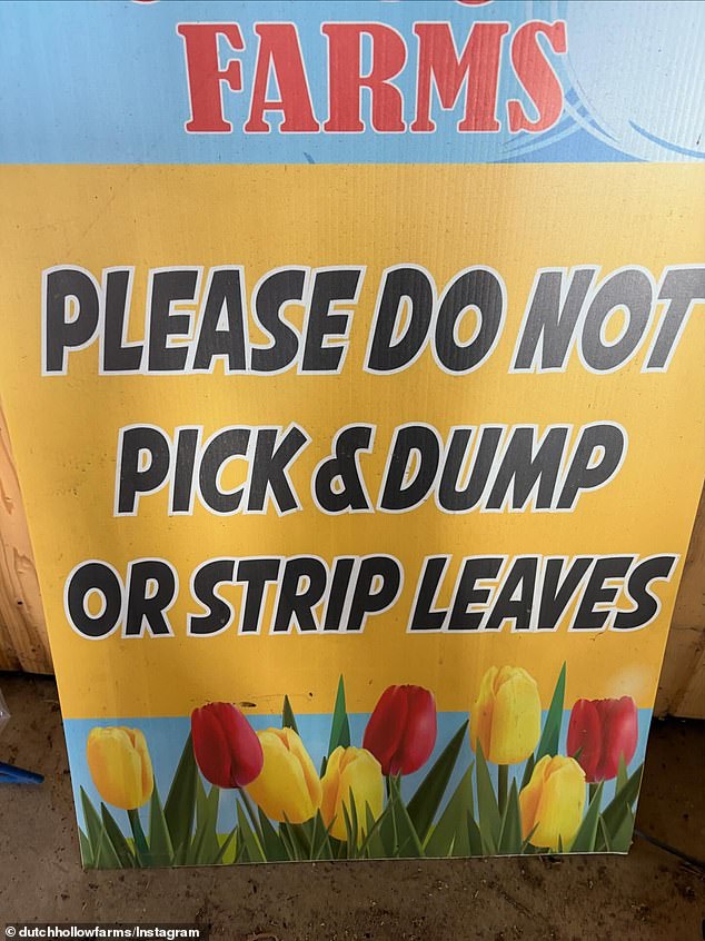 Viral Frenzy Tramples Tulips, Forces Farm Closure Amid Owner's Rebuke