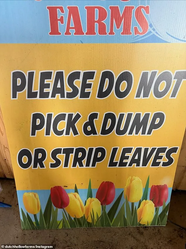 Viral Frenzy Tramples Tulips, Forces Farm Closure Amid Owner's Rebuke