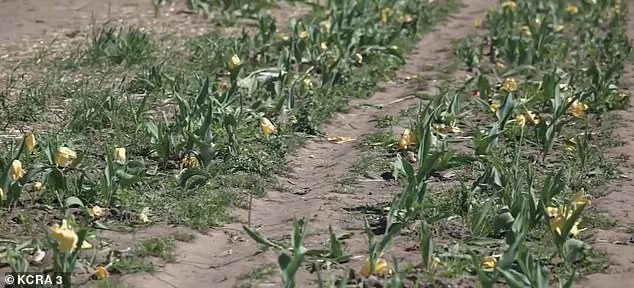 Viral Frenzy Tramples Tulips, Forces Farm Closure Amid Owner's Rebuke