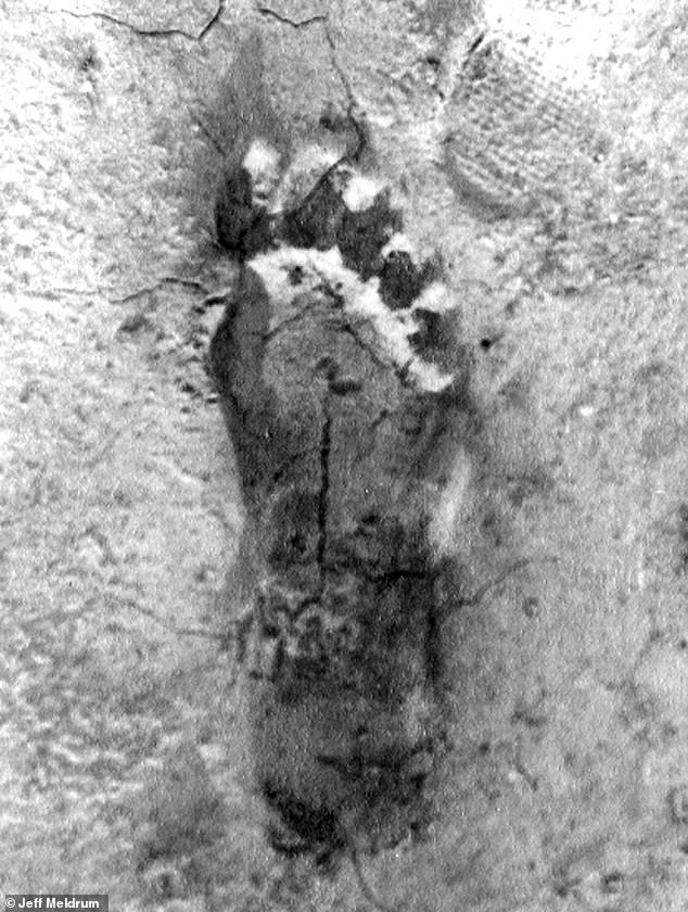 Controversy Over Patterson-Gimlin Film Intensifies as New Documentary Claims Bigfoot Footage Was Staged