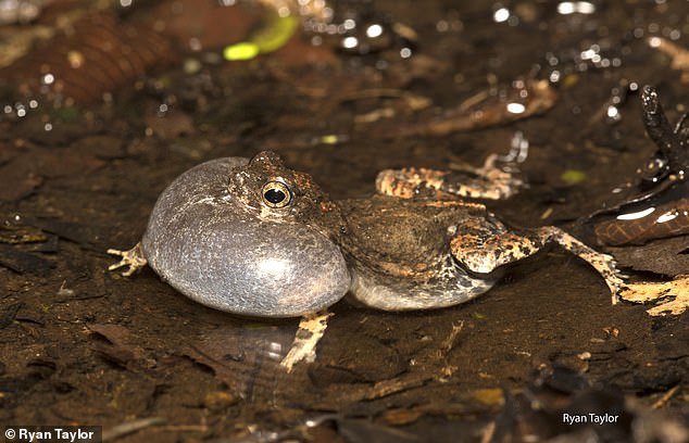 Humans and Animals Share Universal Appreciation for Nature's Sounds, Study Reveals