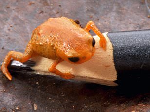 Humans and Animals Share Universal Appreciation for Nature's Sounds, Study Reveals