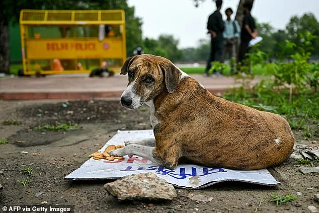 India's Supreme Court Plan Sparks Controversy Over Mega Shelters and Health Crisis