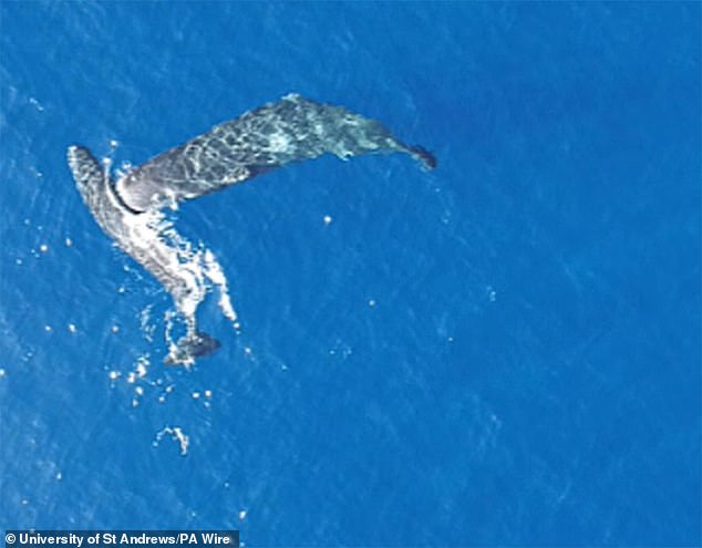 Sperm Whales' Deliberate Headbutting Unveiled: Drone Technology Challenges Long-Held Beliefs