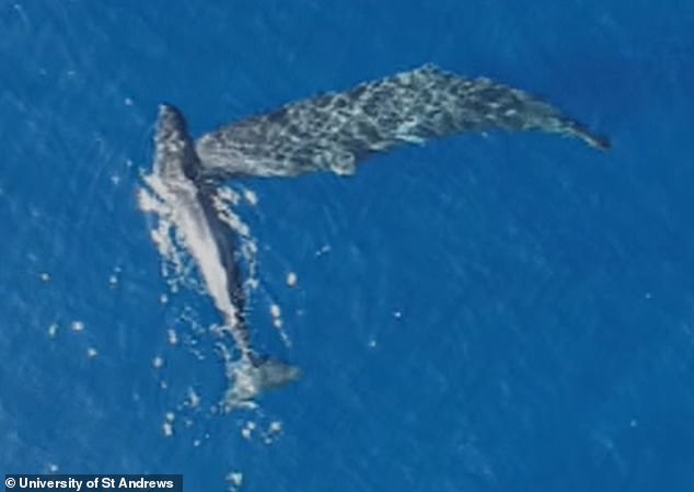 Sperm Whales' Deliberate Headbutting Unveiled: Drone Technology Challenges Long-Held Beliefs