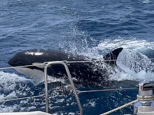 Sperm Whales' Deliberate Headbutting Unveiled: Drone Technology Challenges Long-Held Beliefs