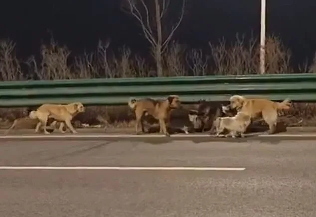 Heartwarming Escape: Seven Dogs' 10-Mile Trek to Freedom After Fleeing Chinese Meat Factory
