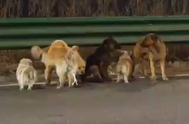 Heartwarming Escape: Seven Dogs' 10-Mile Trek to Freedom After Fleeing Chinese Meat Factory