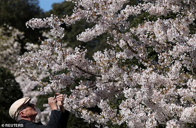 UK's 'Weather Whiplash' Creates Unprecedented Cherry Blossom Window