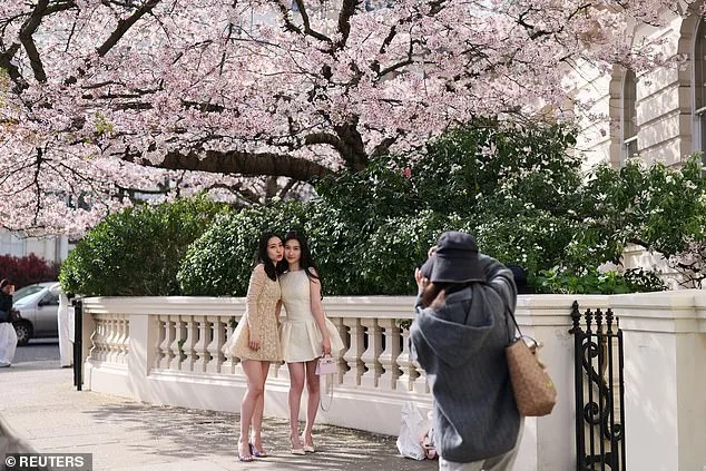 UK's 'Weather Whiplash' Creates Unprecedented Cherry Blossom Window