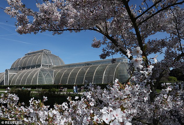 UK's 'Weather Whiplash' Creates Unprecedented Cherry Blossom Window