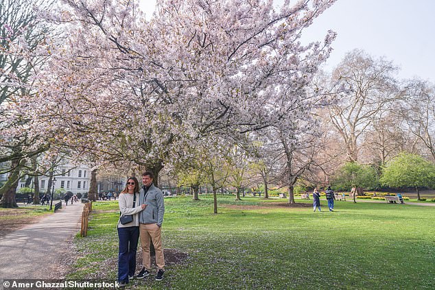 UK's 'Weather Whiplash' Creates Unprecedented Cherry Blossom Window