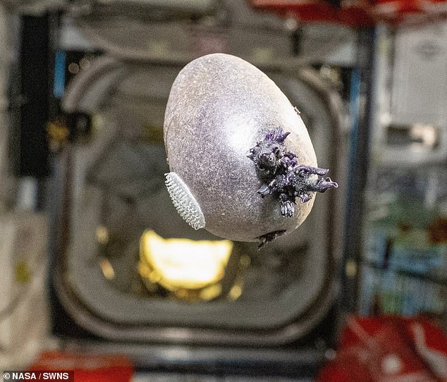 Don Pettit's Viral ISS Photo: The 'Alien' Egg That Wasn't