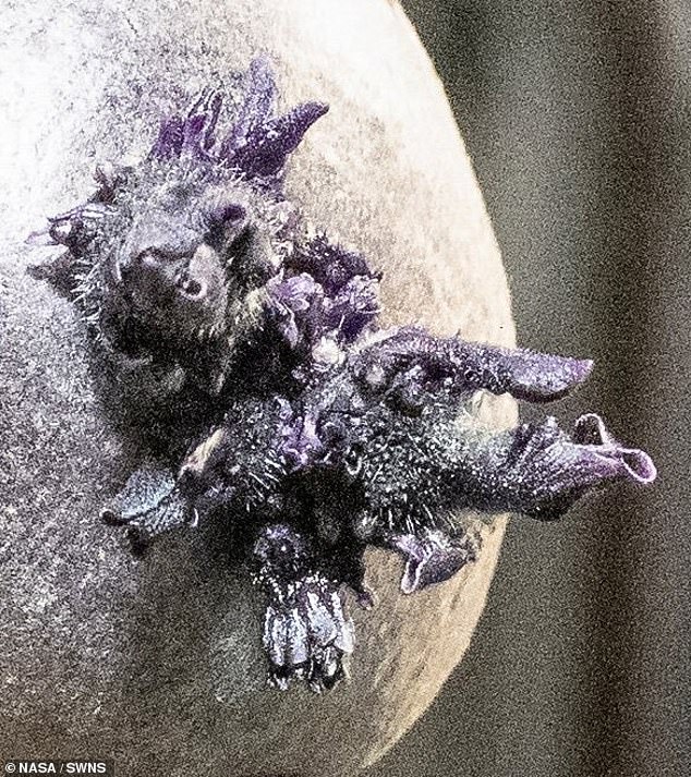 Don Pettit's Viral ISS Photo: The 'Alien' Egg That Wasn't