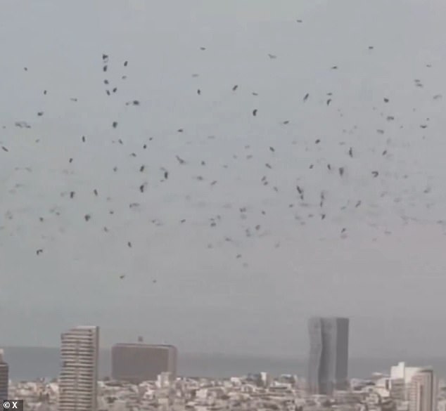 Tel Aviv's Mysterious Crow Swarm Ignites Apocalyptic Fears and Biblical Prophecy Debates