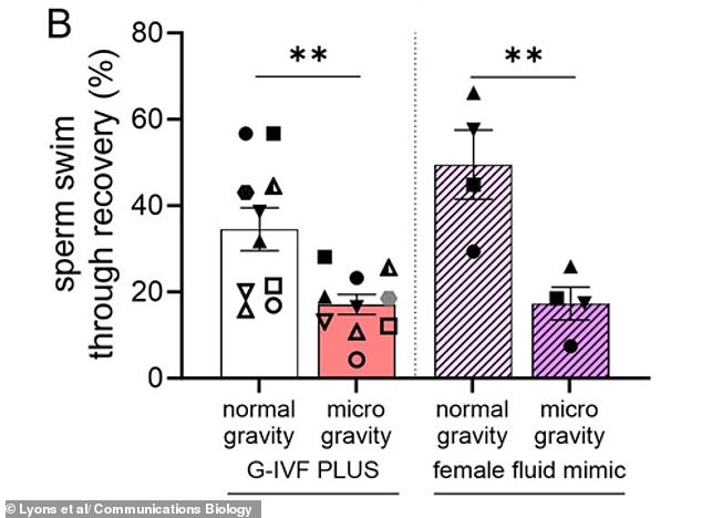 Microgravity Disrupts Sperm Movement, Study Challenges Feasibility of Conceiving in Space