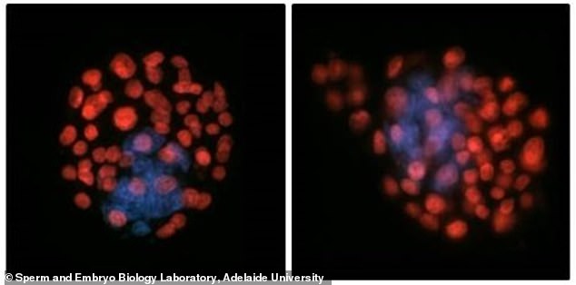 Microgravity Disrupts Sperm Movement, Study Challenges Feasibility of Conceiving in Space