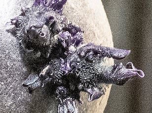 NASA Astronaut's Sudden Medical Crisis on ISS Marks First Evacuation in 65 Years, Raises Questions About Space Mission Protocols