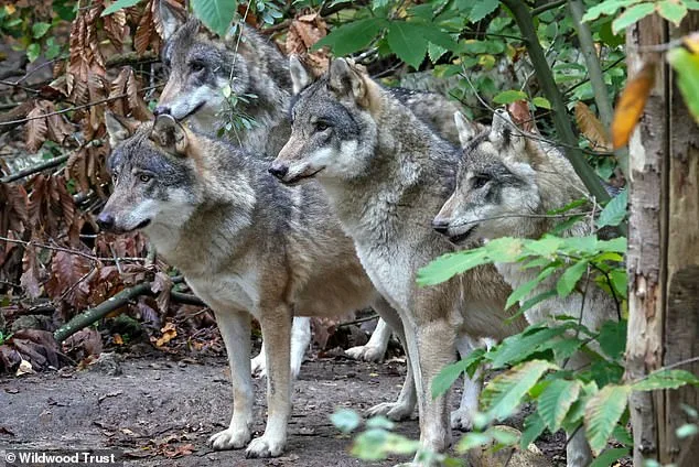 Furious Adopters Condemn Wildwood Trust's Euthanasia of Wolves Amid 'Last Resort' Claims
